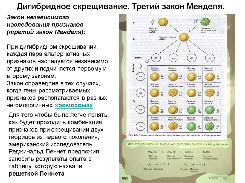 Дигибридное скрещивание. Третий закон Менделя. Закон независимого наследования признаков (третий закон Менделя):  При